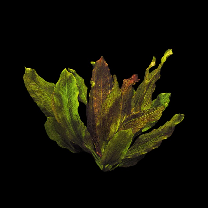 Echinodorus Ozelot Red Bare-root Plants
