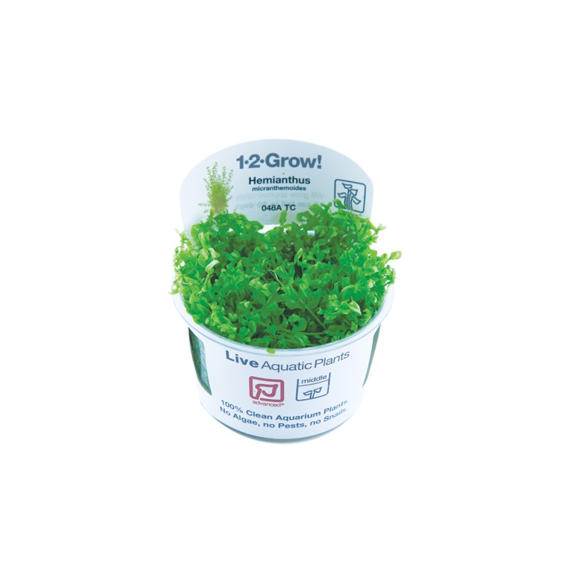 Hemianthus Micranthemoides – Tropica 1-2 Grow