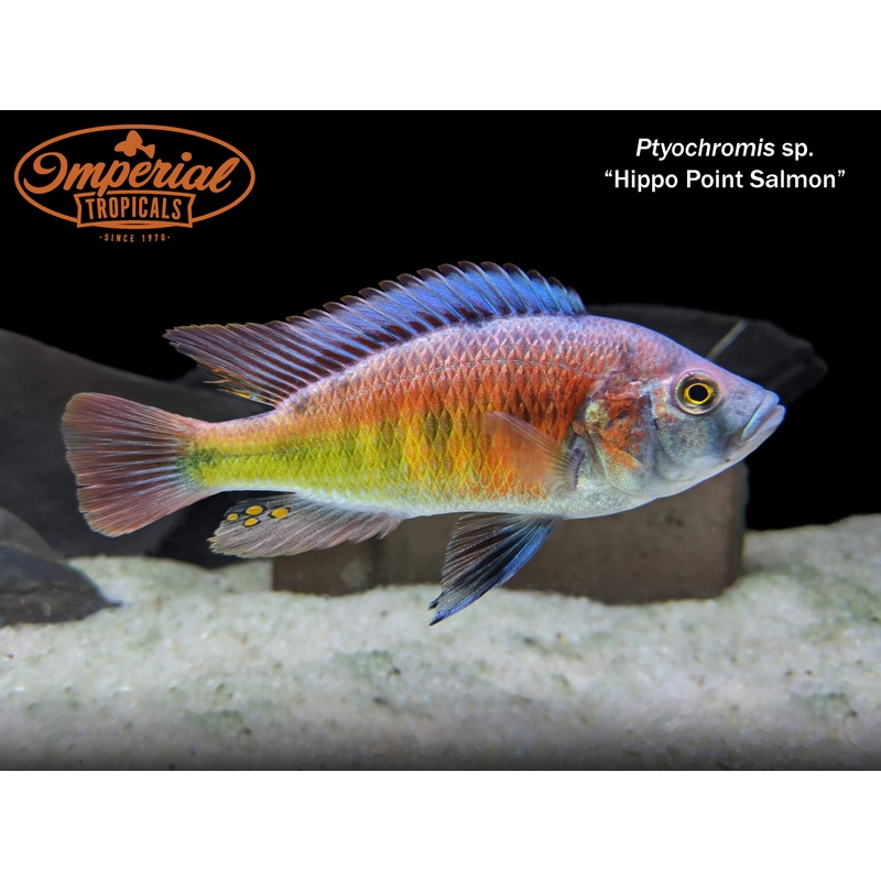 Hippo Point Salmon 1-2 Unsexed