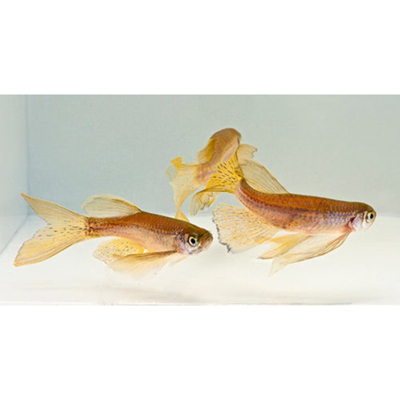 Longfin Leopard Danio