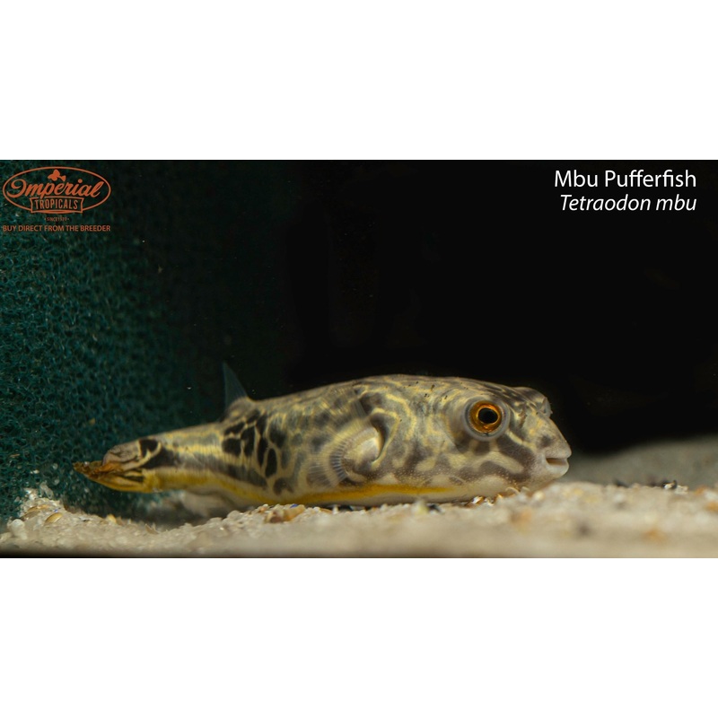 Tetraodon mbu (Mbu Pufferfish) 4-5″ Unsexed