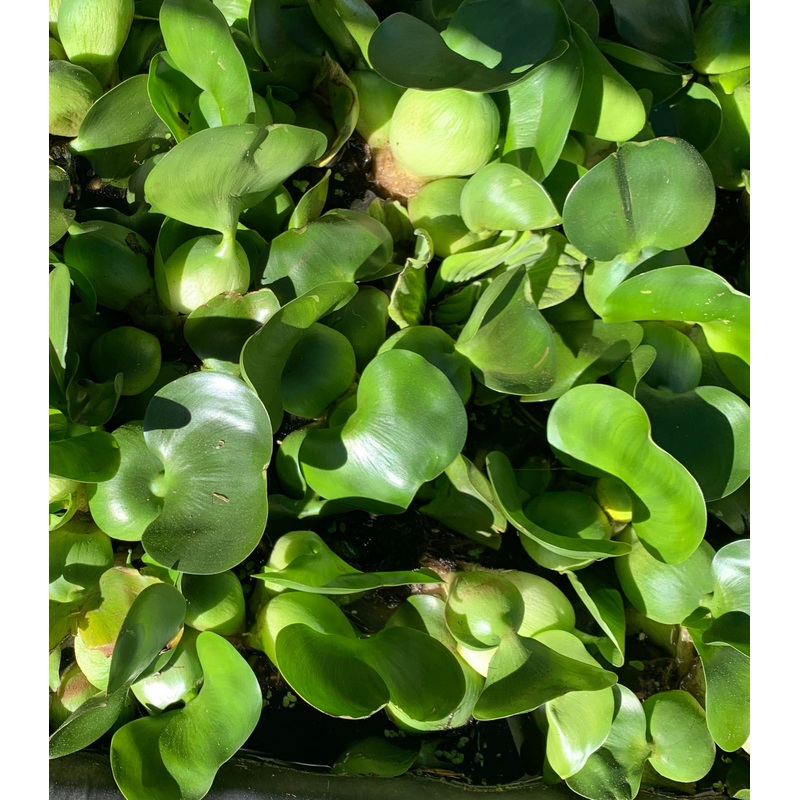 Water Hyacinth