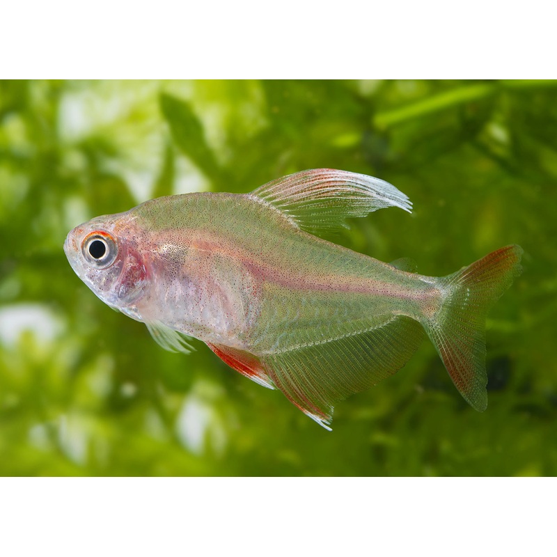 White Fin Rosy Tetra – Special 6 for $45 3-5cm