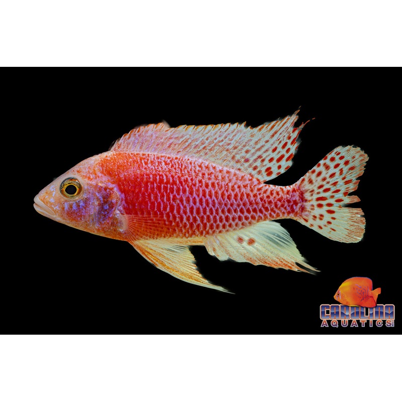African – Peacock Albino Dragon Blood Male Lg