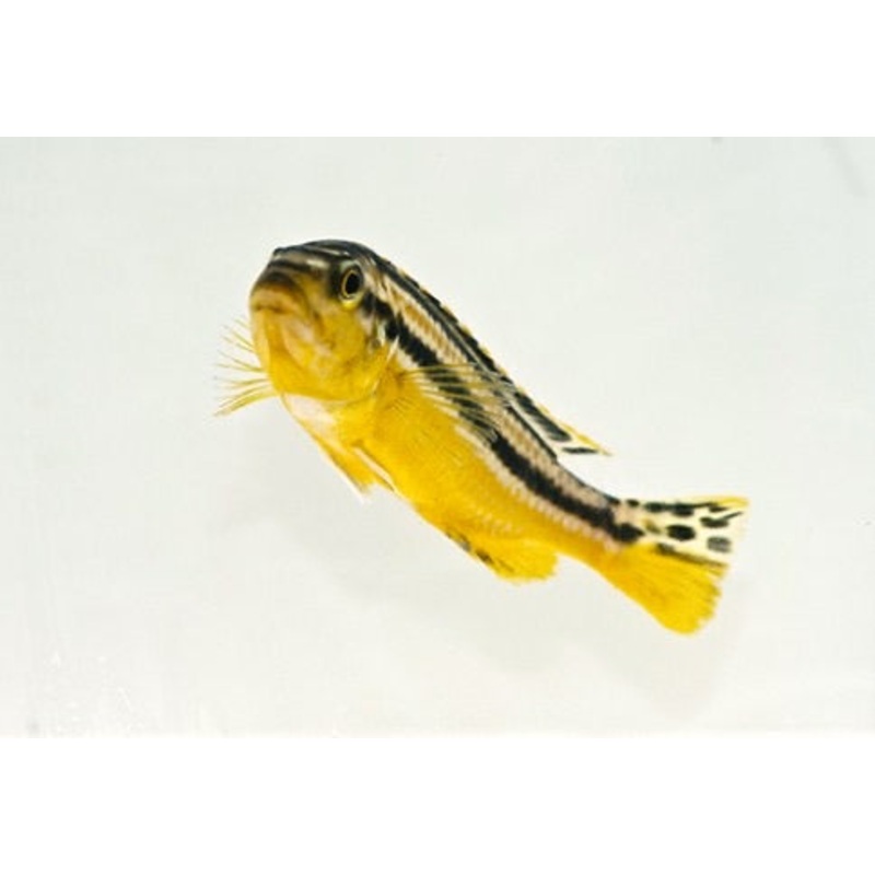 Auratus Cichlid