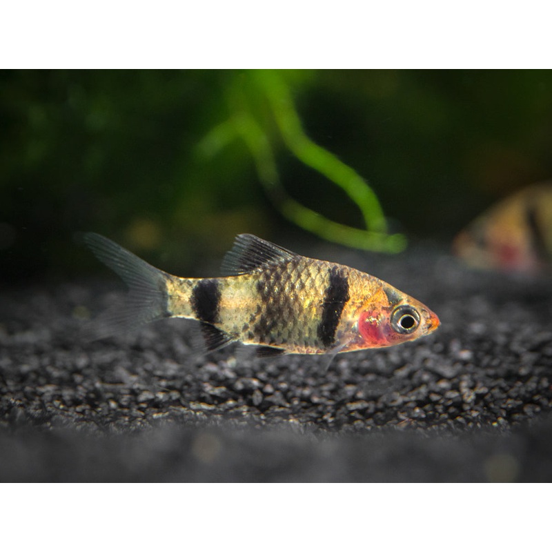 Black Ruby Barb (Pethia nigrofasciata), Tank-Bred!!! School of 3