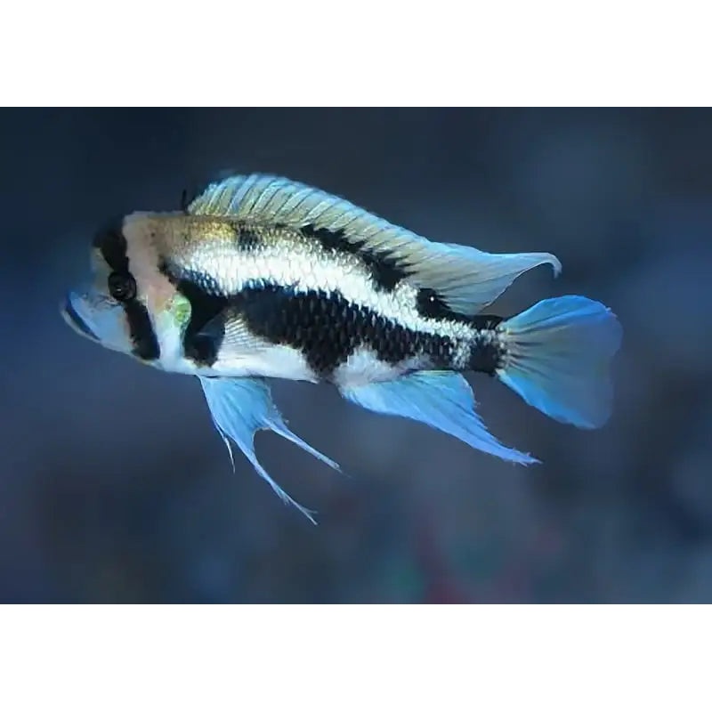 Cyphotilapia Frontosa – Black Widow German 8-12cm