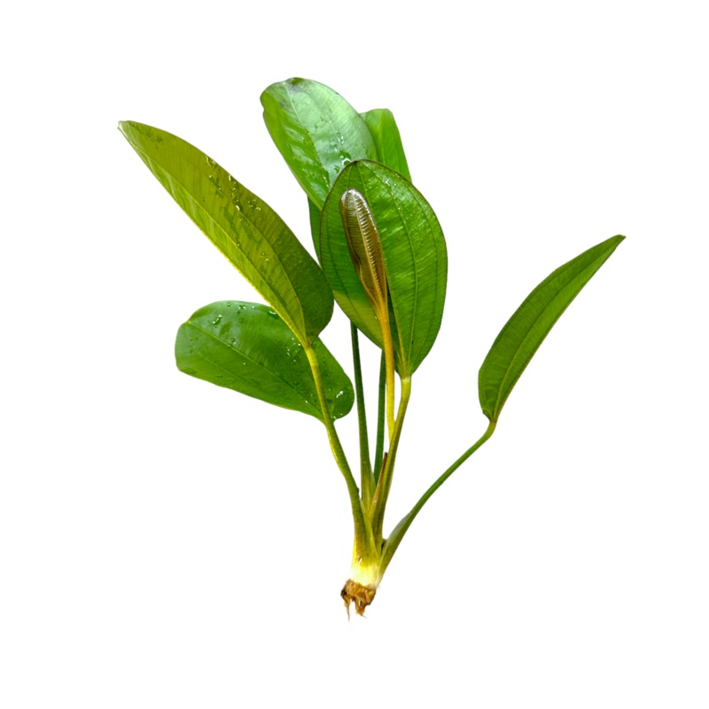 Echinodorus Fancy Twist Bare-root Plants