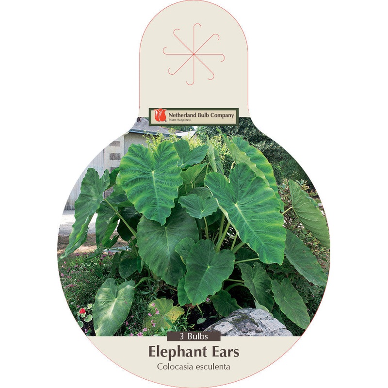 Netherland Bulb Company Elephant Ears – Colocasia Esculenta 3 Bulbs