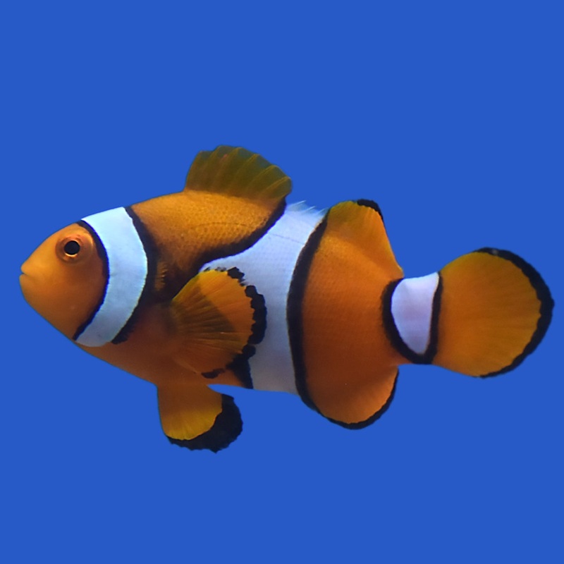 Ocellaris Clownfish – Aquacultured 1 Lot