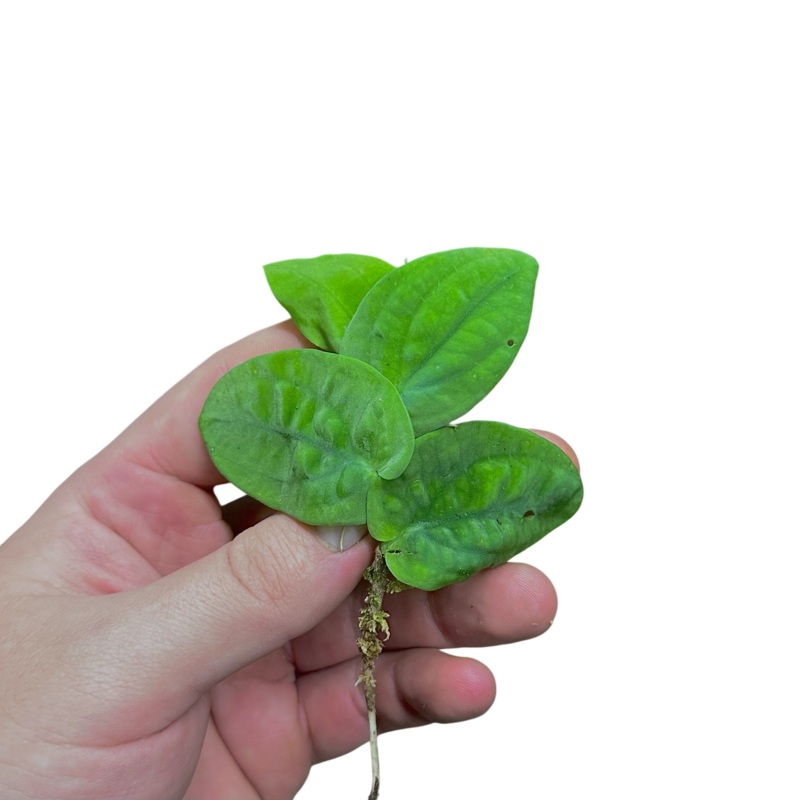 Rhaphidophora celatocaulis 4-5 leaf cutting