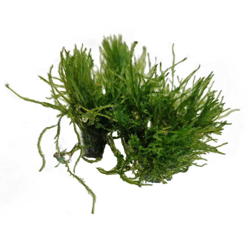 TAXIPHYLLUM ALTERNANS – Easy Grow