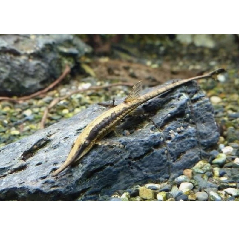 Whiptail Catfish – Royal 4-5cm
