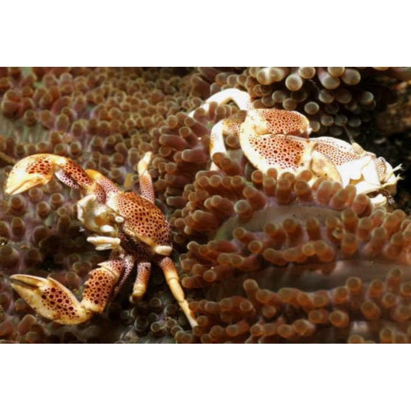 Anemone Crab, Pair