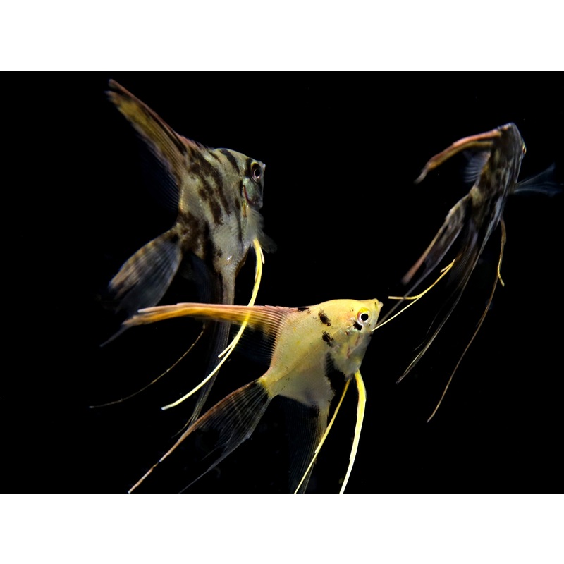 Assorted Veil Angelfish ( Pterophyllum scalare ) – Tank Bred 1 Fish