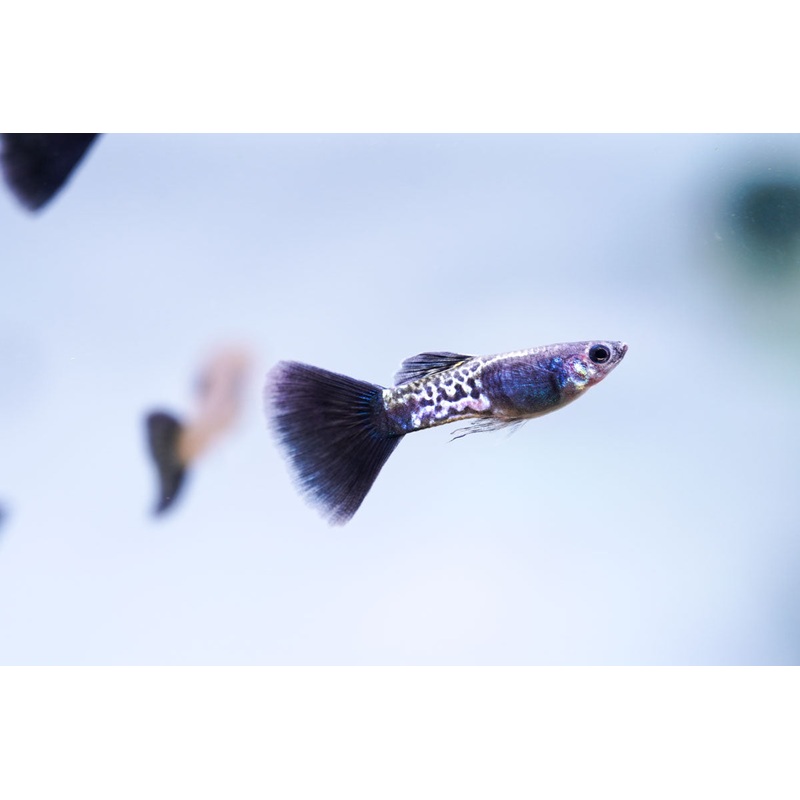 Black Metal Cobra Guppies Single Male