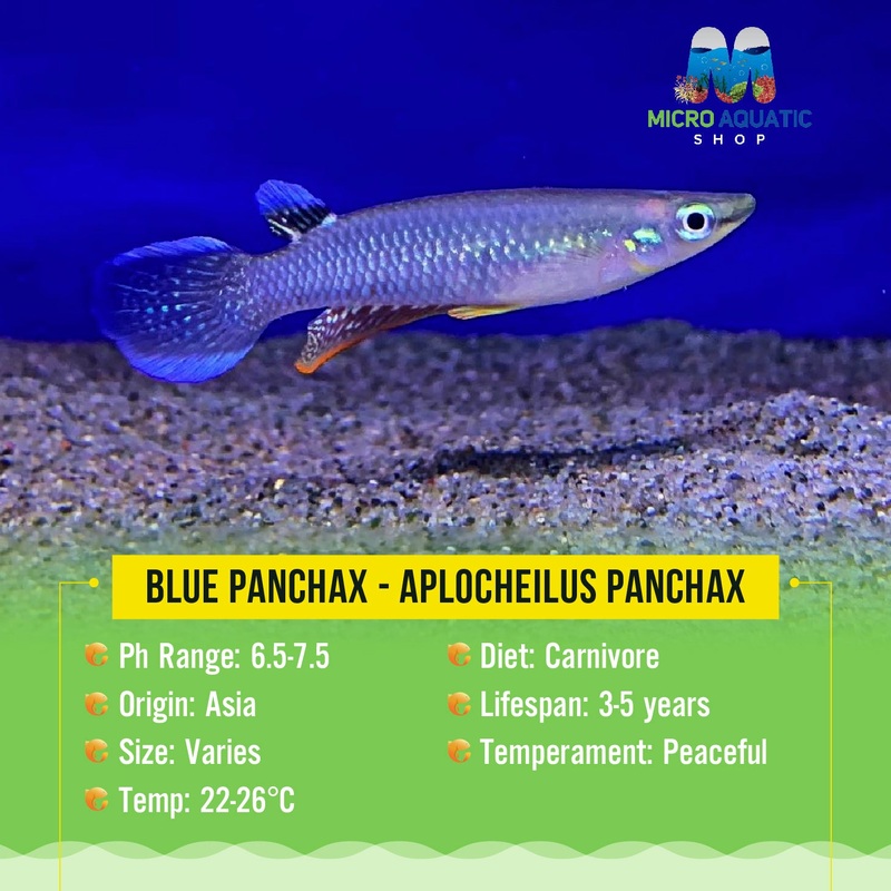 Blue Panchax – Aplocheilus Panchax 1 pc