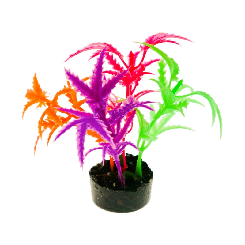 ColorBurst Florals Gravel Base Plant – Jagged Sword Multi Glow 3.25 inches