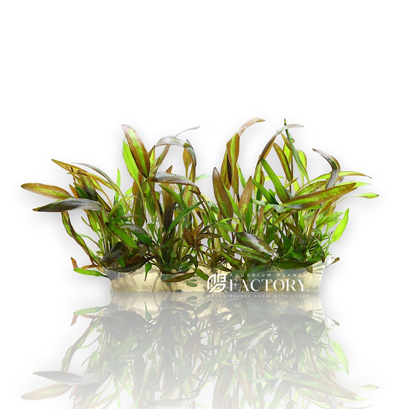 Cryptocoryne Affinis Red Vitro Culture
