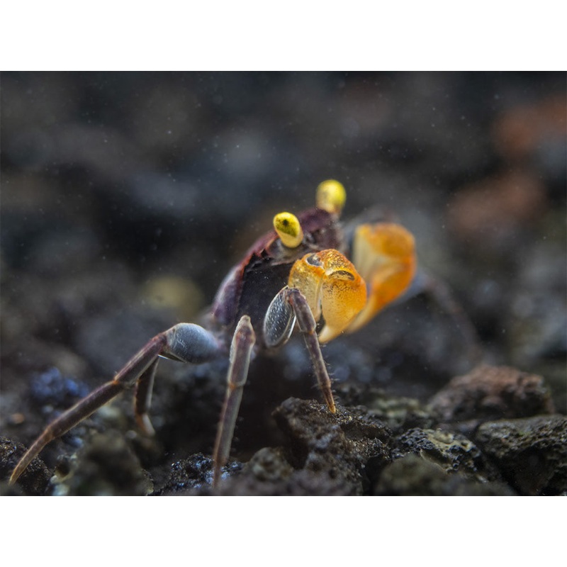 Lecaude Vampire Crab (Geosesarma sp.) 1 B-Grade Crab