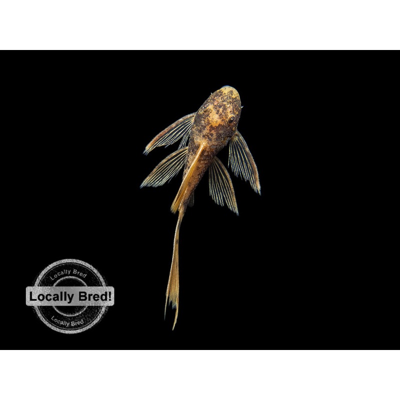 Longfin Super Red Calico Bristlenose Pleco (Ancistrus sp.), Locally-Bred 1 Juvenile