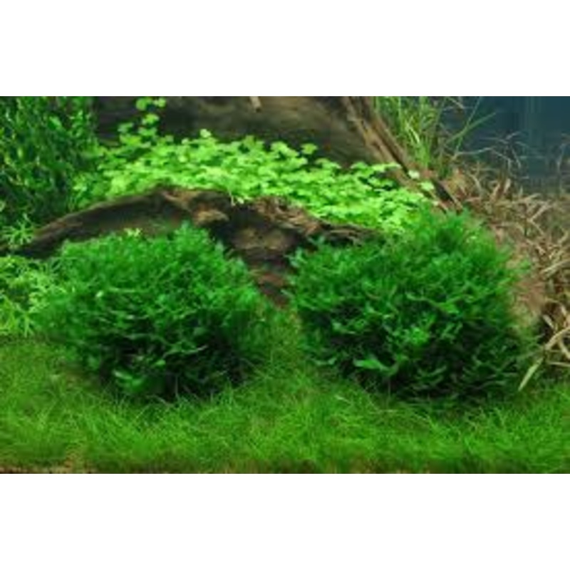 Monosolenium tenerum Small
