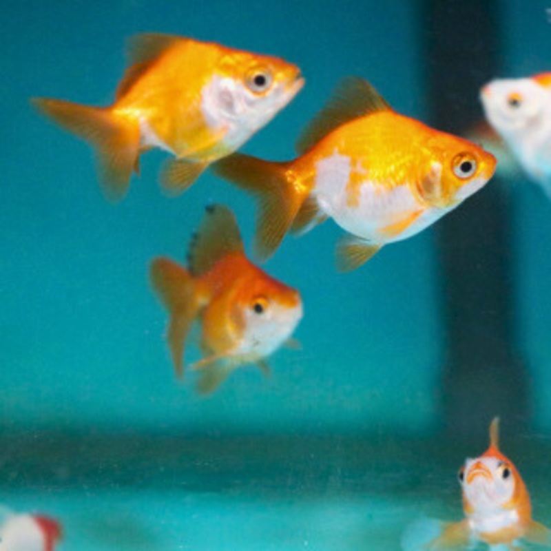 Ryukin Goldfish 5 – 7 cm