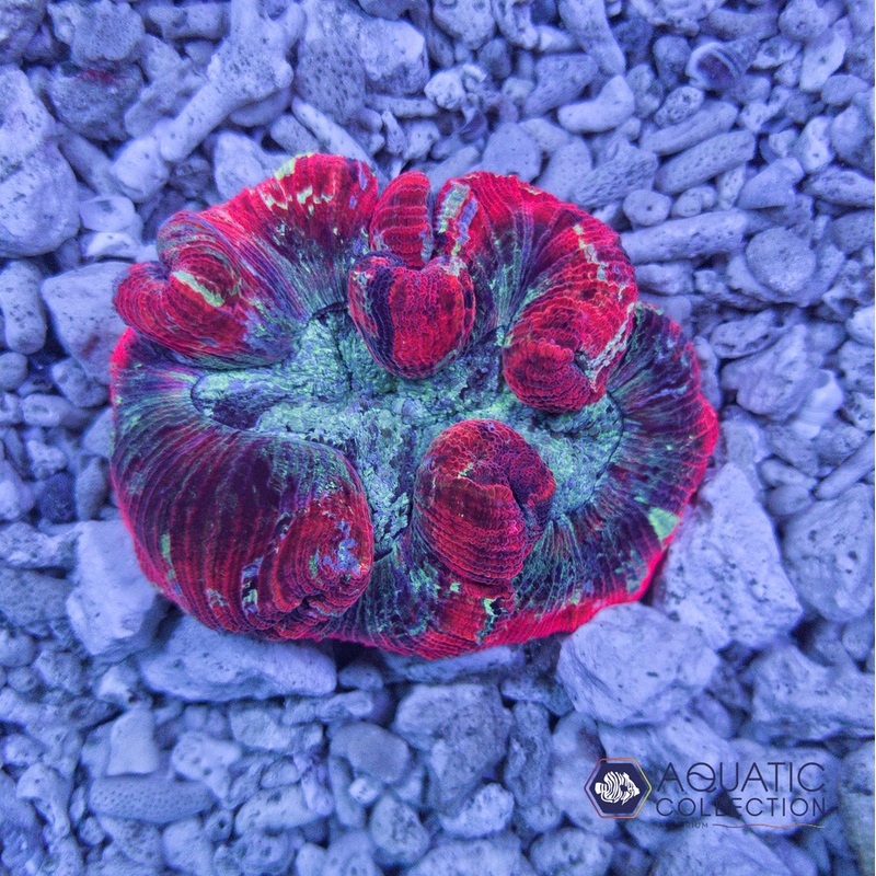 Trachyphyllia