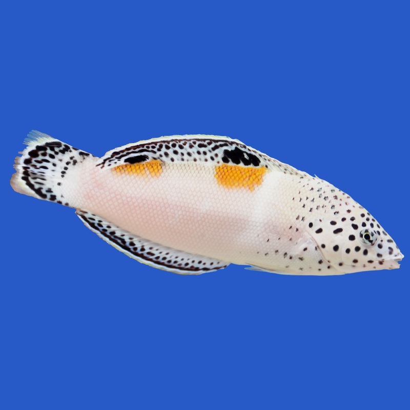Twin Spot Coris Wrasse Small (under 3 inch)