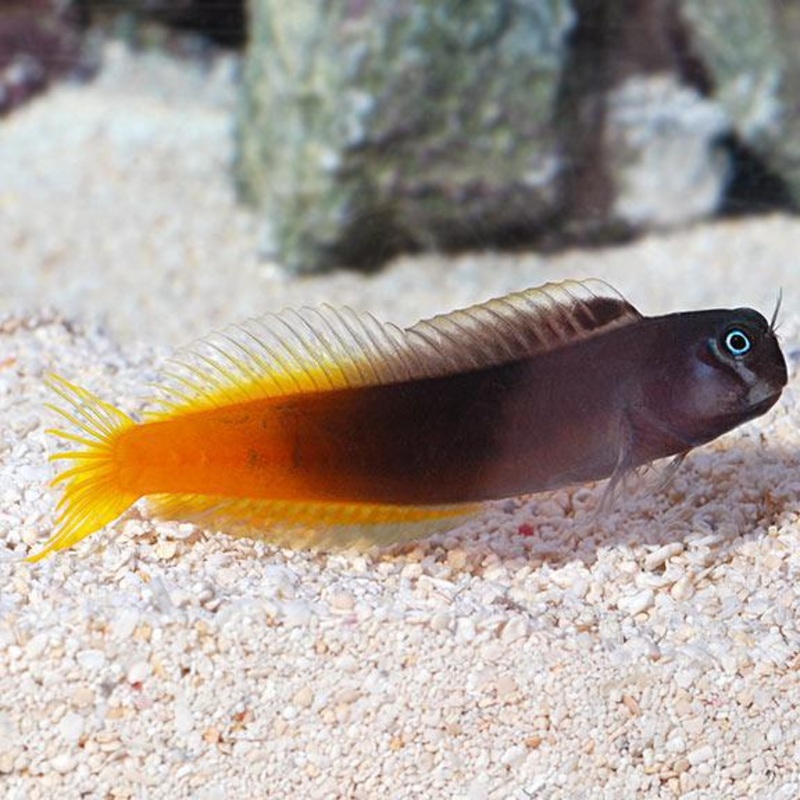 Bicolor Blenny, PAIR