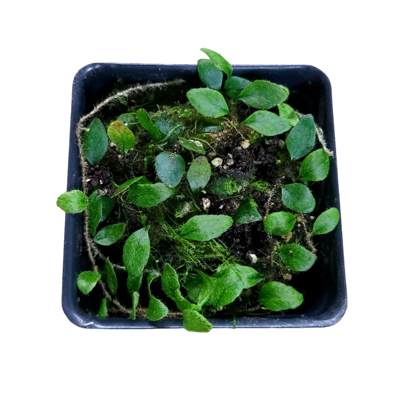 Microgramma cf. tecta 8-12 leaf cutting