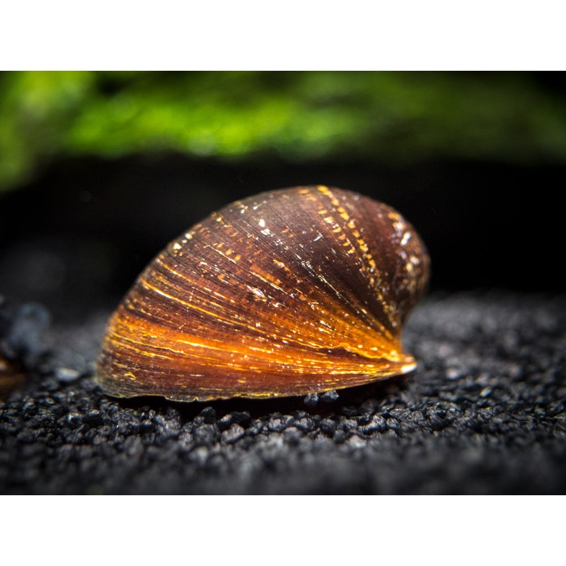 Red Lip Nerite Snail (Neritina violacea) 1 Snail