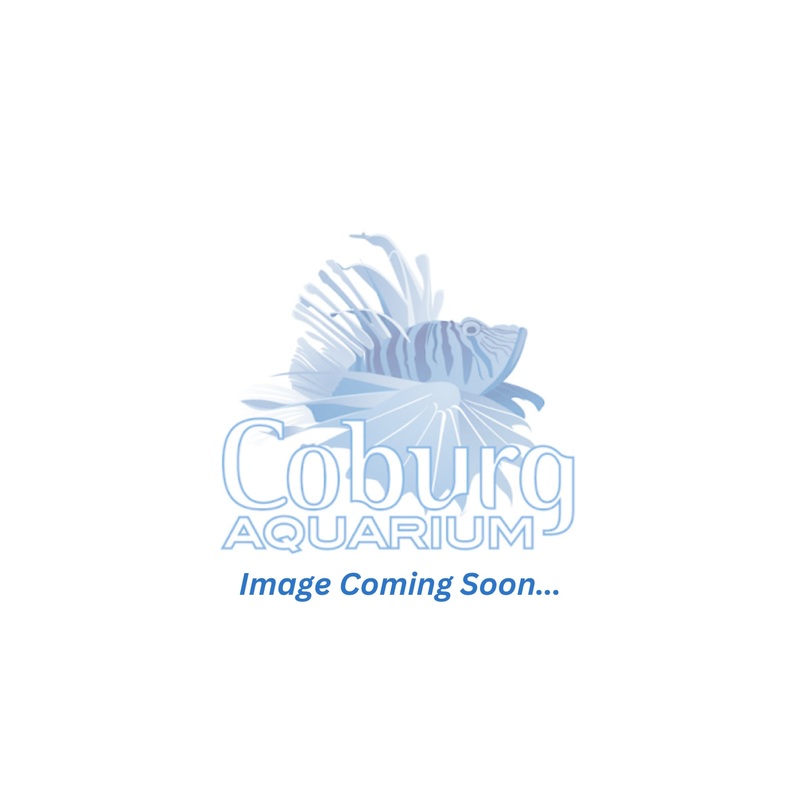 Terrarium Plant – Bottle Babies 7cm Pot – Indoor Plant Mix