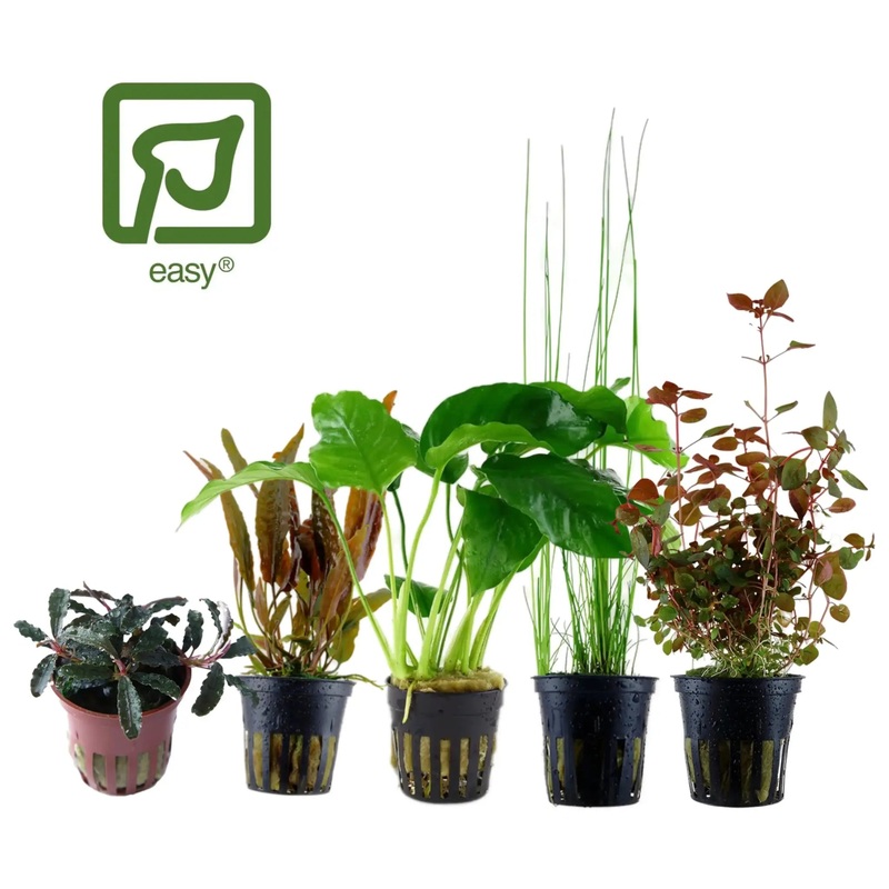 Tropica Easy Growing Aquarium Plants Bundle – 5 Plants for Beginners