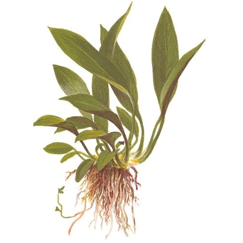 Tropica Potted Anubias barteri angustifolia glabra