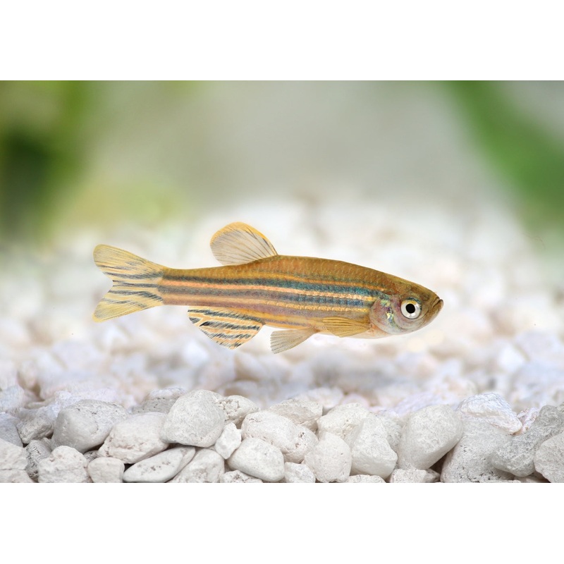 Zebra Danio Special (6 for $22) 2-3cm