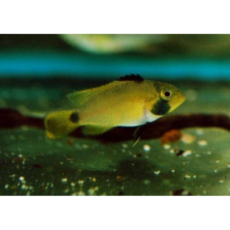 Apistogramma Nijsseni 3-4cm