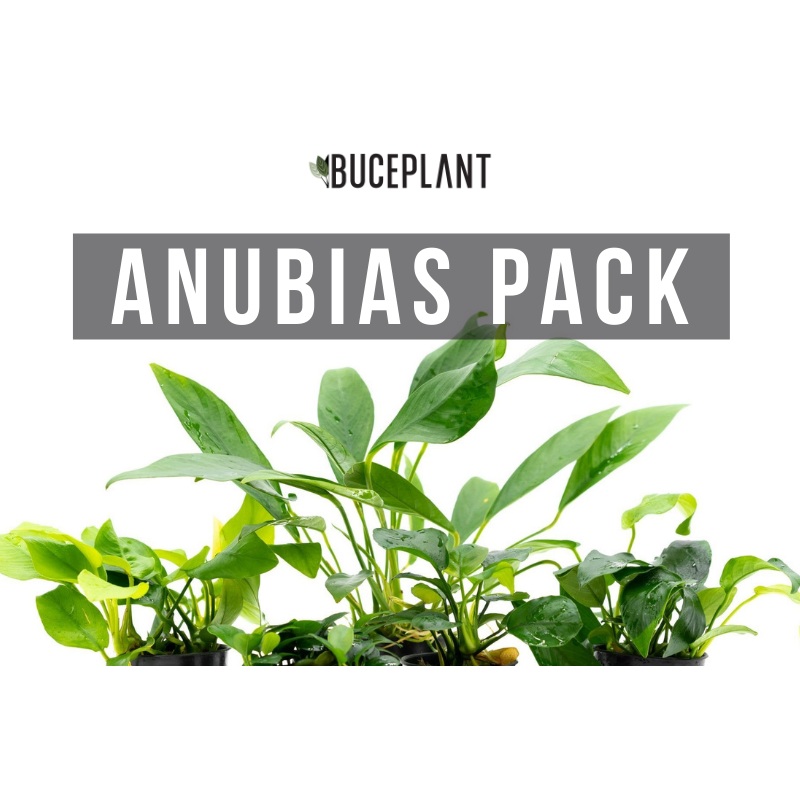 Assorted Anubias Plant Pack 5 Pack
