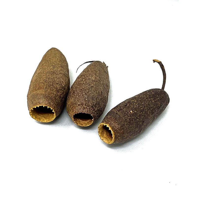 Cariniana Pod (Trumpet Pod) 3 count