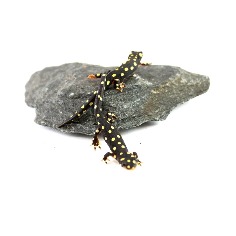 European Yellow Spotted Newts