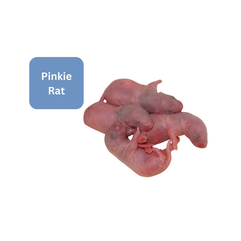 Frozen Rat – Pinkie 1 Pack