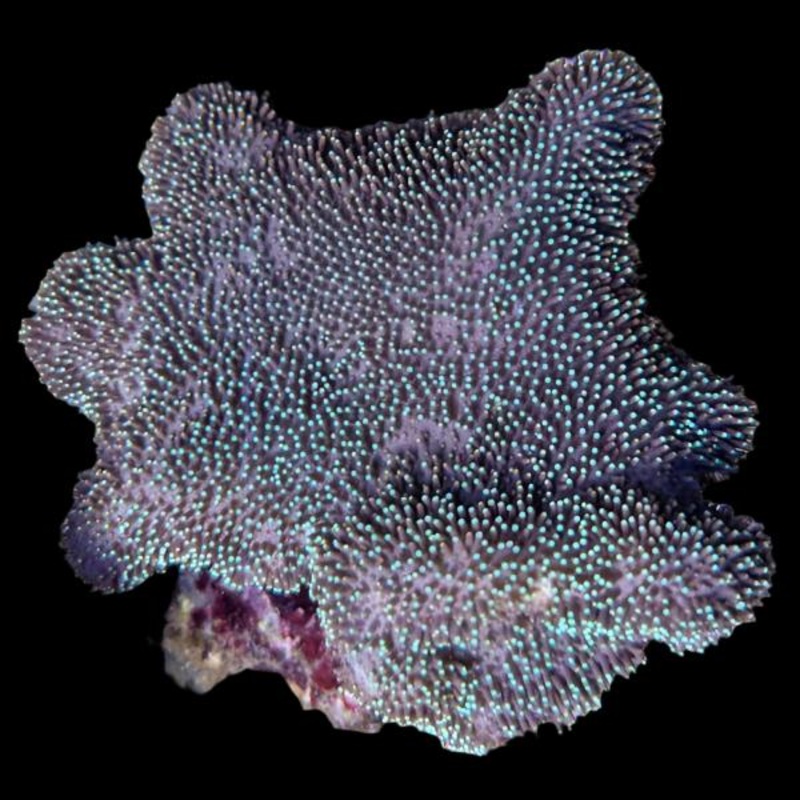 Green Toadstool Coral (Large)