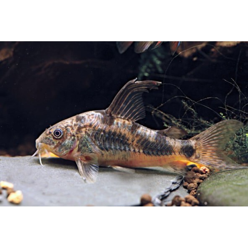 HiFin Paleatus Cory