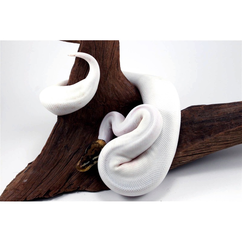 High White Pastel Pied Ball Python
