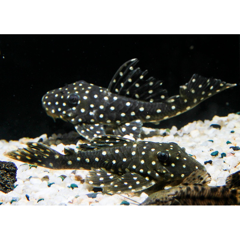 Hypancistrus Sp. L201 (Orinoco angel pleco) – ADULT BREEDING COLONY 8-12cm