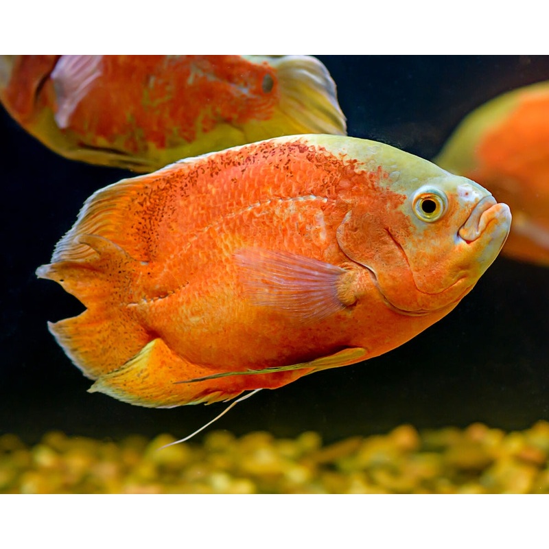 Oscar Albino Red 7-10cm
