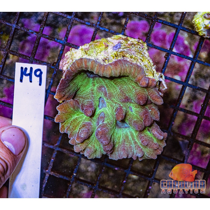 WYSIWYG 149 Pectinia
