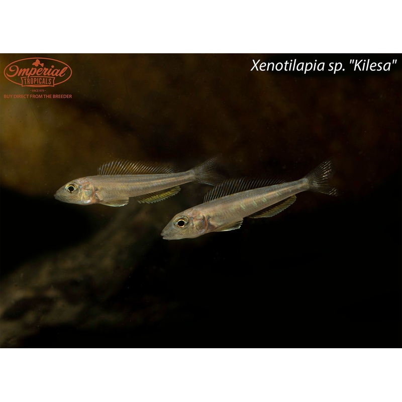 Xenotilapia sp. “Kilesa” 1-2″ Unsexed F1