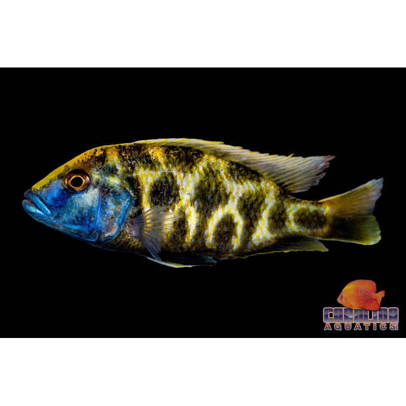 African – Venustus