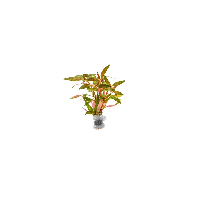 Alternanthera Reineckii ‘Mini’